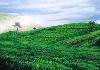 Tea plantation facing the resort